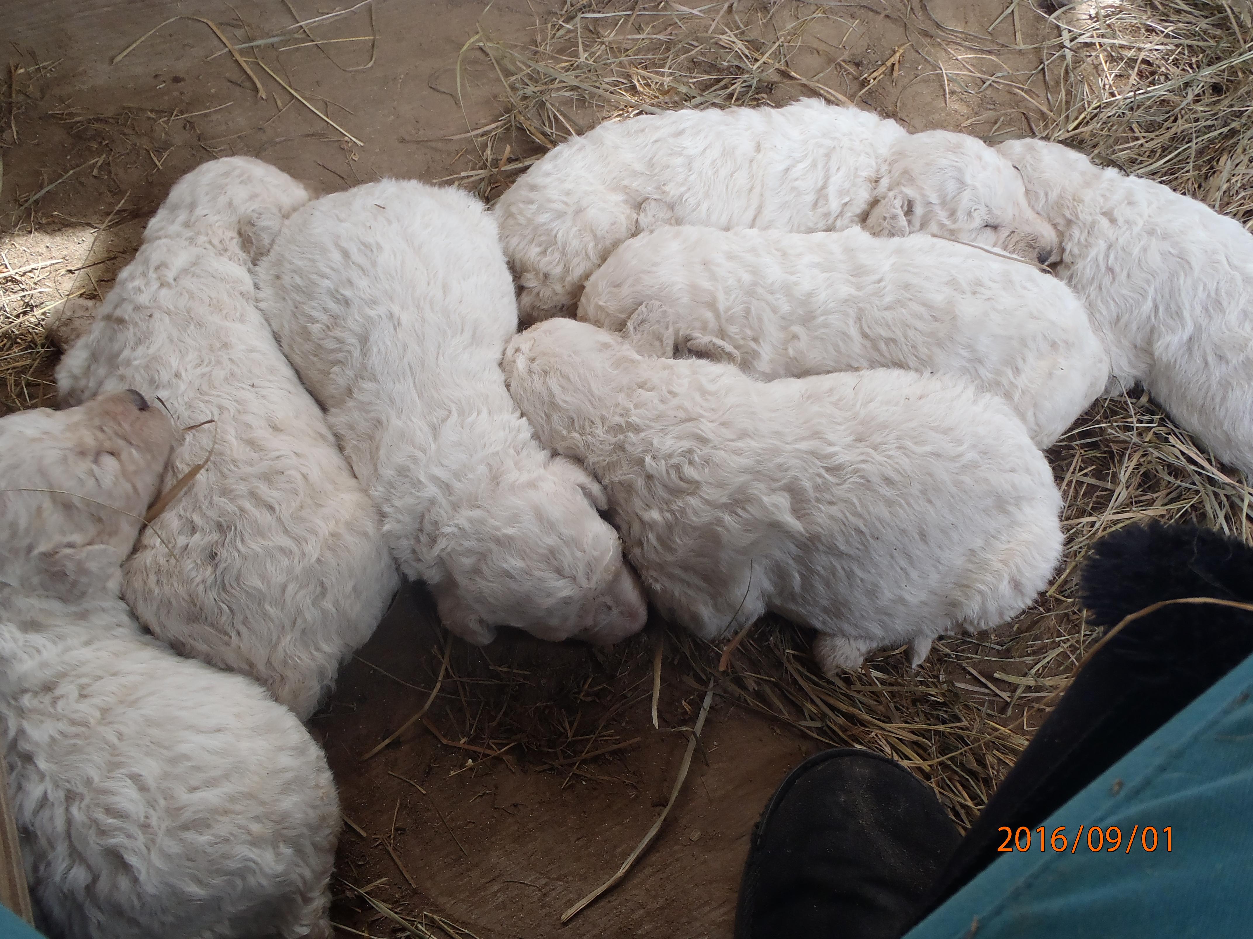 拖把狗多少钱一只 拖把犬小时候样子