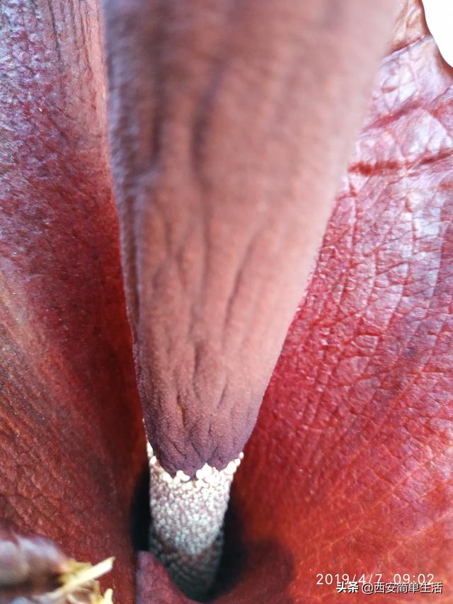 中国大的魔芋产地，魔芋产地陕西（四年才开一次花的魔芋）