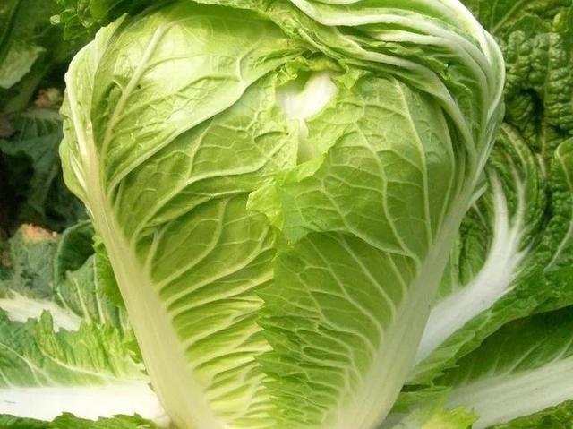 咸菜是什么菜做的，咸菜怎么做的（这9种蔬菜腌好后）