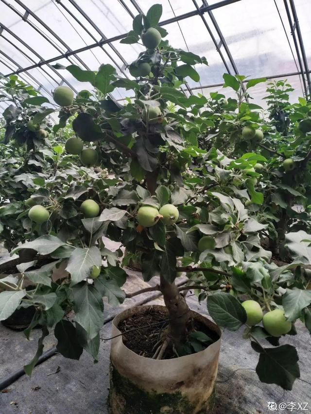 房前屋后种什么树好，在农村院前屋后必种的4种树（“5大鬼树”不要种）