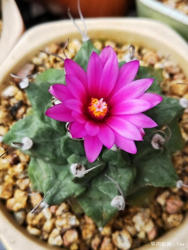 帝冠仙人球怎么养,金冠仙人球不能随便养(这种绚丽的多肉)
