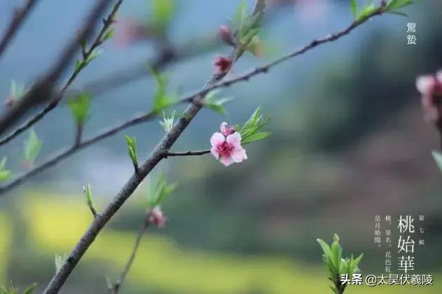  惊蛰节气介绍，二十四节气丨惊蛰 