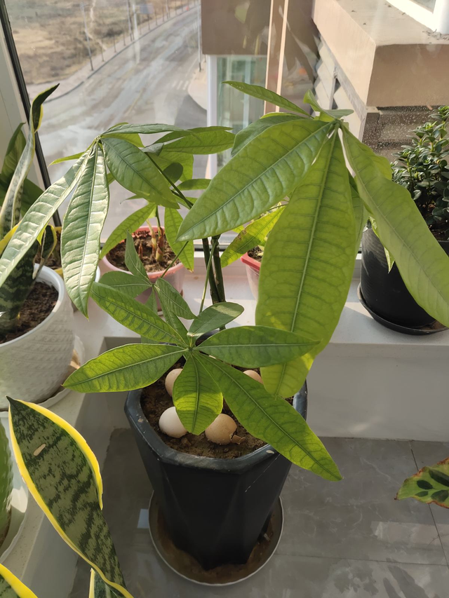 家用智能垃圾桶，垃圾桶边多了不少花（智能垃圾桶怎么用）