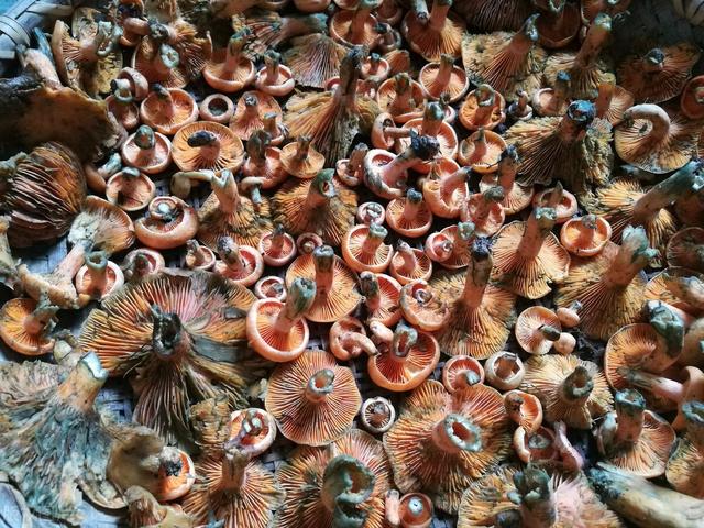 松树菇的功效与作用，松树菇的功效与作用是什么（江西丘陵山区的清明菇）