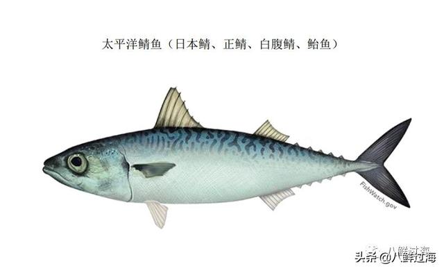 马鲛鱼有几种，马鲛鱼是什么鱼种（鲐鱼、鲅鱼、挪威青花鱼）