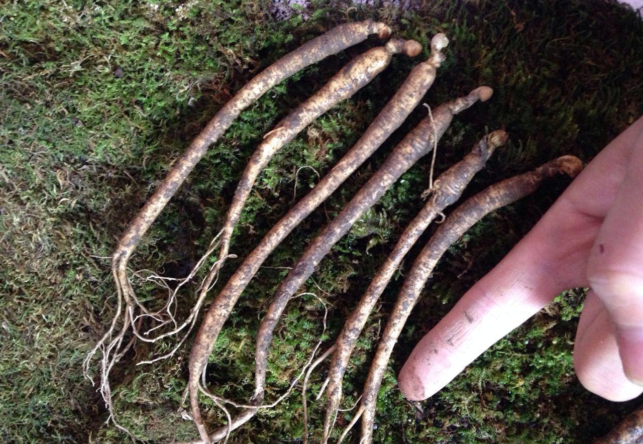 山里的人参真的会跑吗-(人参不拴红绳会不会跑)-柯彬网