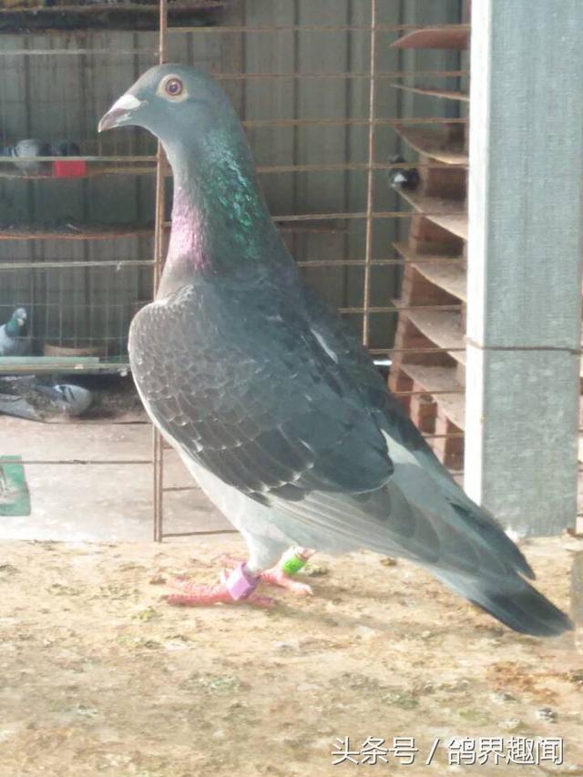 鸽子可以吃大米吗，鸽子吃大米吗（养鸽子想省钱，很简单但不提倡）