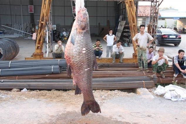 螺蛳青市场价多少钱一斤，50斤螺蛳青一般多少钱（武汉木兰湖140斤的“青鱼王”被捞起）