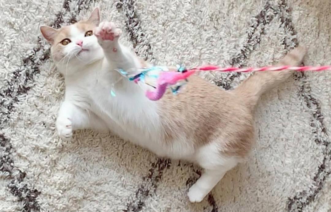 猫咪发情怎么缓解(怎样判断猫咪发完情了)