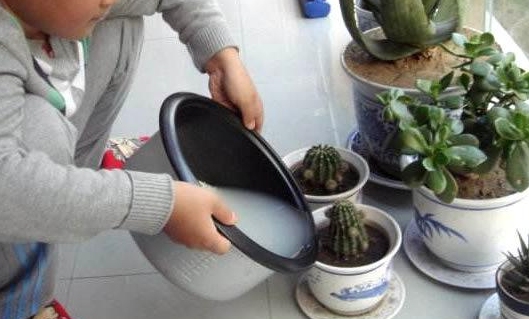 淘米水浇花的正确方法，淘米水怎样浇花才正确（养花才能盆盆长得旺）