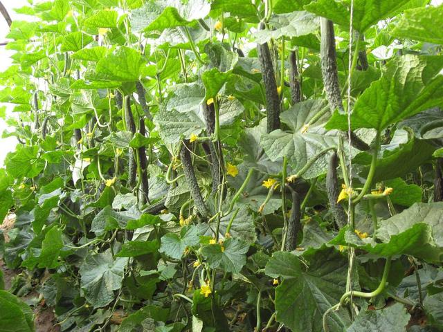 黄瓜怎么种，地爬黄瓜怎么种（你也能种出高产的黄瓜）