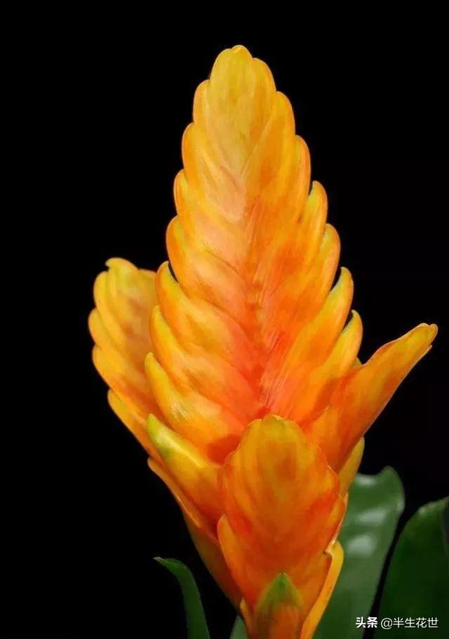 日常我们见到的很多花草,想让长期开花,只能在养护上下功夫,让多分化