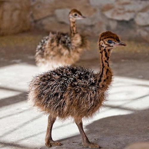 养什么动物不吵不脏不臭，新手养什么动物不吵不脏不臭（很真实、客观、很有用）