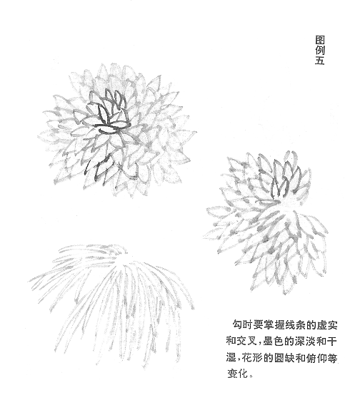 花的画法——菊花的画法，菊花是怎么画（菊花画法大全）