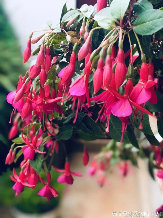 清新可爱的风铃花，漂亮风铃花（其中一个还能吃）