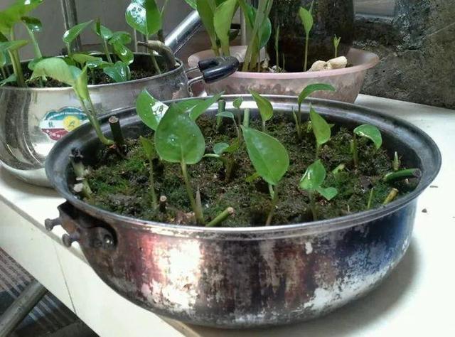 一帆风顺叶子下垂发软，一帆风顺叶子下垂发软发黄怎么办（这花天一冷就假死）