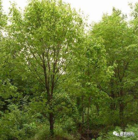 金边大叶黄杨园林用途有哪些，金边黄杨与大叶黄杨的区别（《郑州市城市绿化树种推荐名录》）