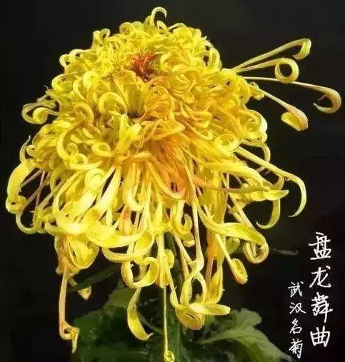 世界最美菊花80种太美了，金秋十月赏菊花——世界最美菊花80种送给您