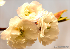 中国樱花有几个品种，中国樱花树品种（这81种樱花）