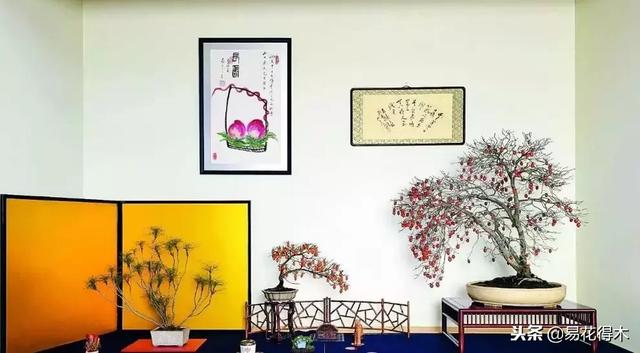 老鸦柿和金弹子的区别，老鸦柿和金弹子谁更容易养活（老鸦柿盆景）