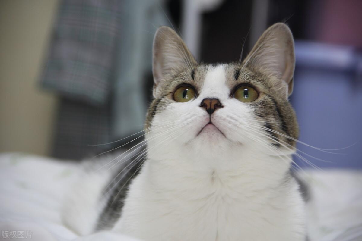 小猫多大可以驱虫，幼猫用药注意事项（猫咪多大可以驱虫）