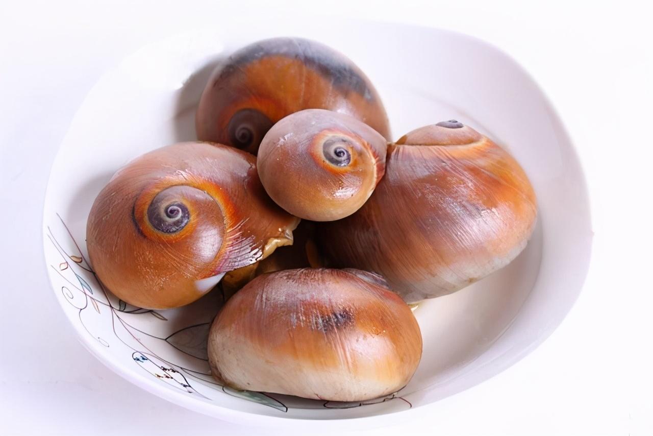 锥螺(食用螺类大全) - 去钓鱼