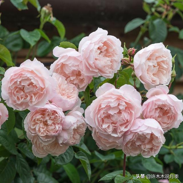 Thecastle.城堡网名，Thecastle.城堡（奥斯汀官方推荐月季品种）