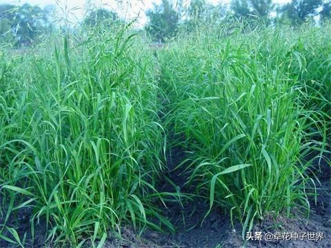 草籽冬天能种活吗，冬季草籽撒播方法（冬季养殖种黑麦草可以吗）