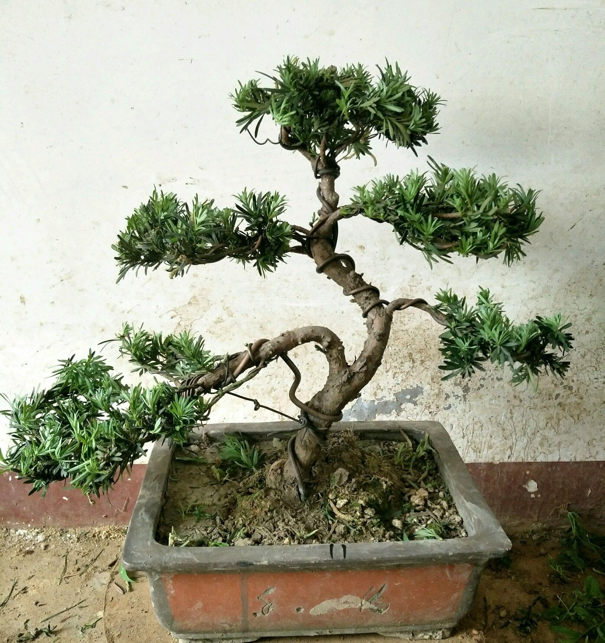 罗汉松叶子发黄干枯是什么原因，罗汉松叶子发黄干枯还能活吗（罗汉松盆景的松针叶子发黄了怎么回事）