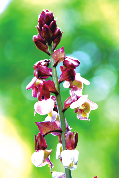 产于长江以南地区李春华 李柯澄美冠兰是兰科植物中的大属,又称芋兰