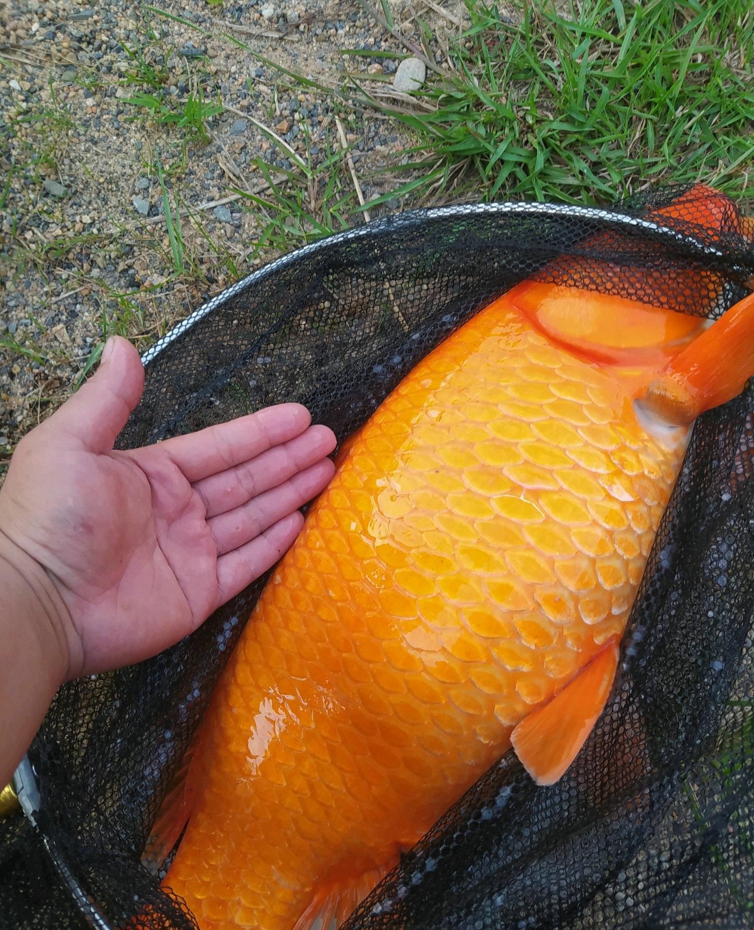 第一次鲜玉米钓鱼,就钓起罕见"红鲤鱼"