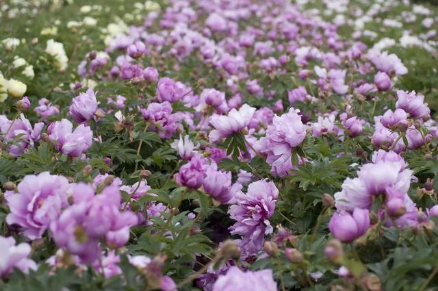 芍药有多少个品种，芍药品种介绍及图片（天暖后“国色天香满园春”）