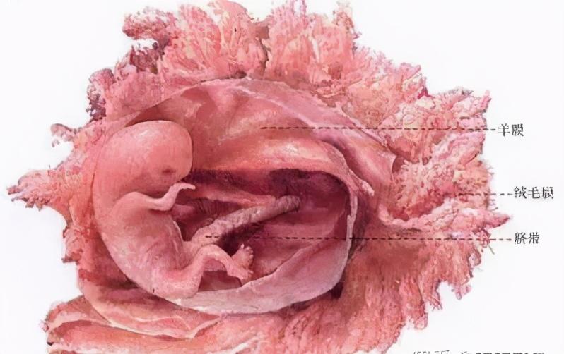 人体受孕全过程图解