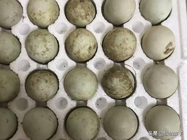 皮蛋的制作方法，皮蛋制作工艺流程（教你在家自制皮蛋）