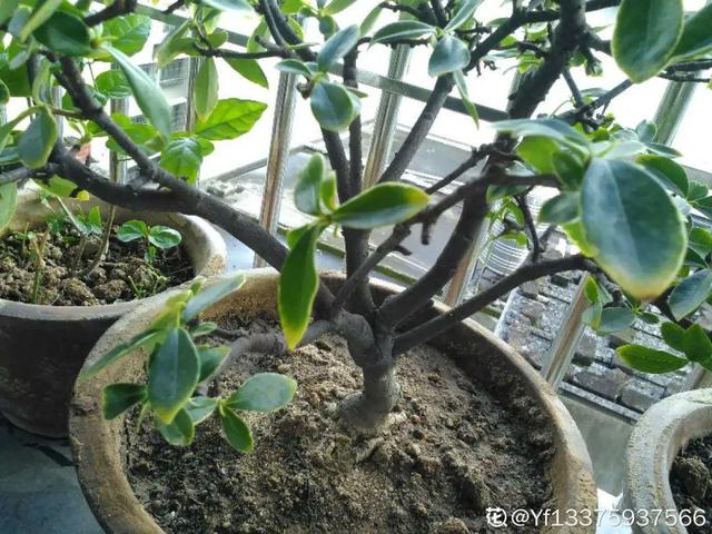 香草兰花怎么养，香兰草怎么种植（屋里养盆“香水花”）