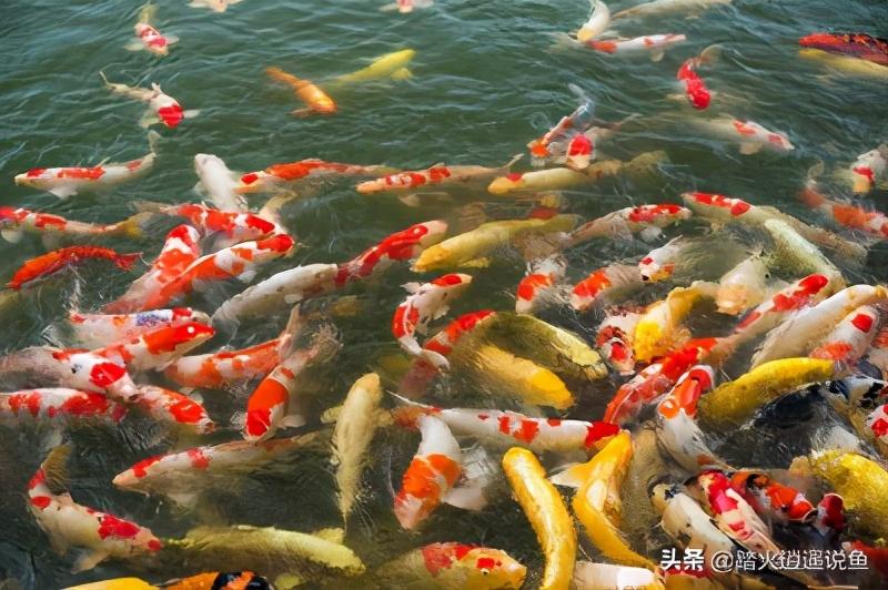 养鱼不死鱼三大秘诀：科学换水、合理喂食、稳定水质，有效降低非正常死亡率