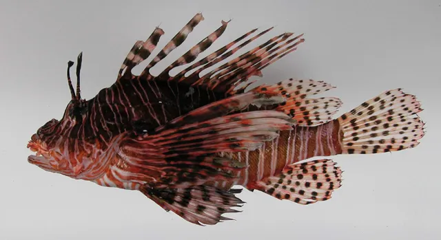 鱼身上的鳞片有什么用，鱼身上掉鳞片怎么办（鱼鳞：不仅能帮科学家研究鱼类）