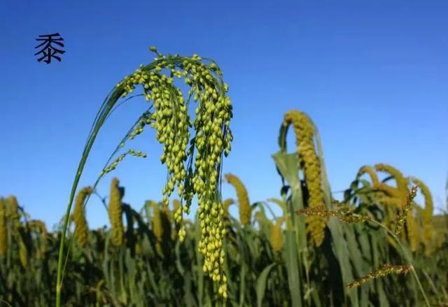 六畜是哪六畜,六畜是什么(让我们一起走进国学馆) 六畜是哪六畜,六畜是什么(让我们一起走进国学馆)