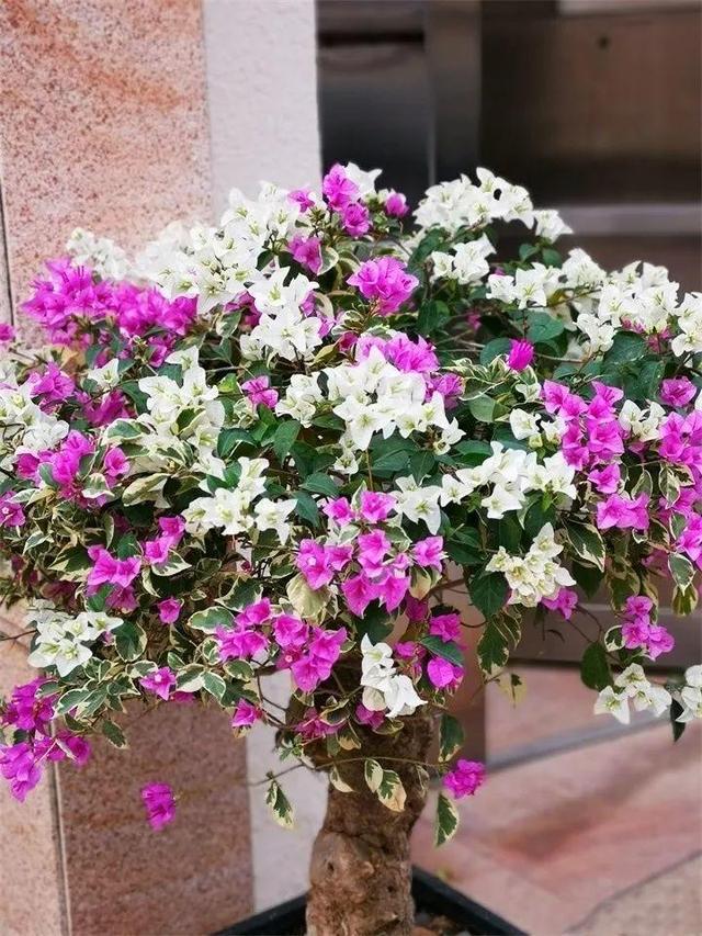 SuSu:一起种草莓来吗，微信头像，SuSu:一起种草莓来吗?【杂图】（花芽蹭蹭长满盆）