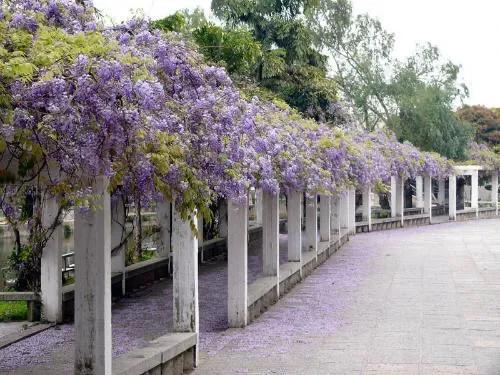 中国有紫藤花吗，紫藤花在中国什么地方盛开（紫藤、白玉藤、红玉藤、多花藤、重瓣藤。）
