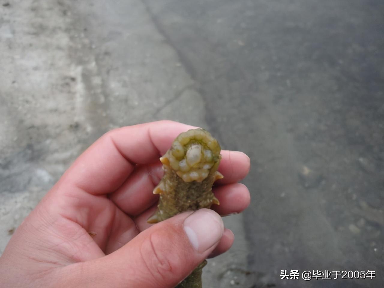 三,人们关心的有关海参的敏感问题