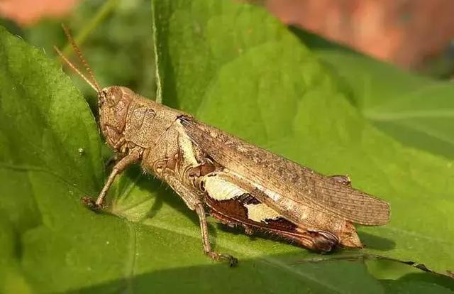 白露是什么时候，白露是几月几号2022年（昼夜等长，今日秋分）