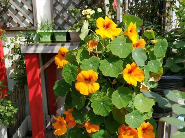 荷花怎么种家庭种植，荷花怎么种植（记住这2点）
