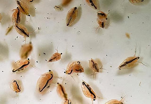 水蚤怎么养，水蚤怎么养繁殖快（一个水族鱼友玩家说的水蚤养殖方法）