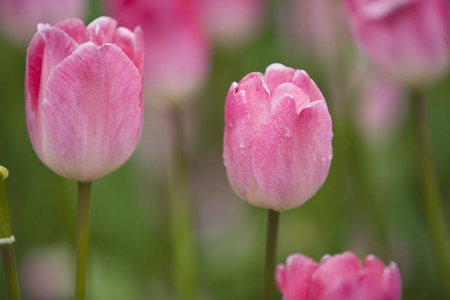 红色郁金香的花语，一朵粉红色的郁金香花语（不同颜色郁金香的花语）