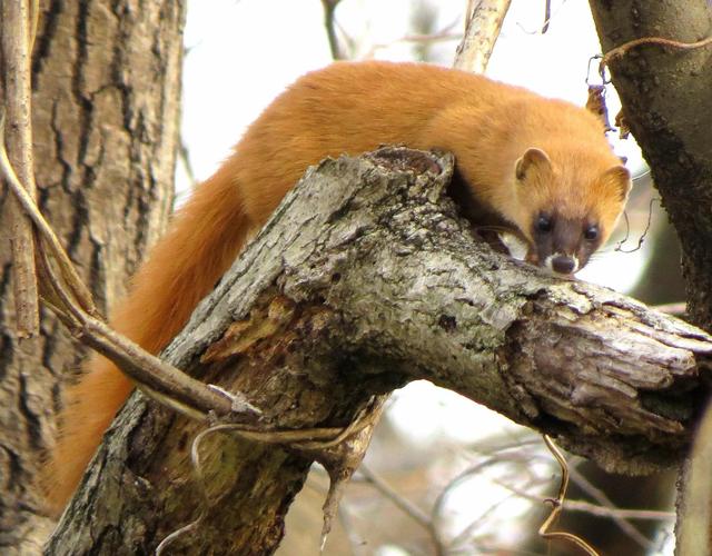 貂和黄鼠狼的区别，雪貂和黄鼠狼的区别（生物相册：黄鼠狼）