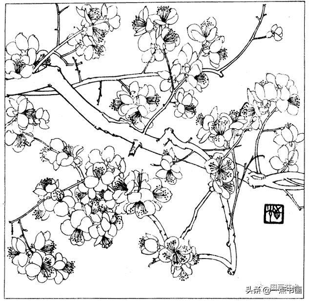 简笔画报花名：手绘铅笔画“白杜鹃花”画法，简笔画报花名（百花苑——白描百花分享<一>）