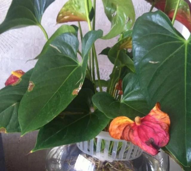 红掌叶子发黄怎么补救，红掌叶子发黄焦边干枯是怎么回事（修剪加点它，半月就恢复）