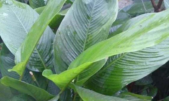 包粽子的叶子是什么植物的叶子，粽子叶是什么植物的叶子（端午百科：年年吃粽子）