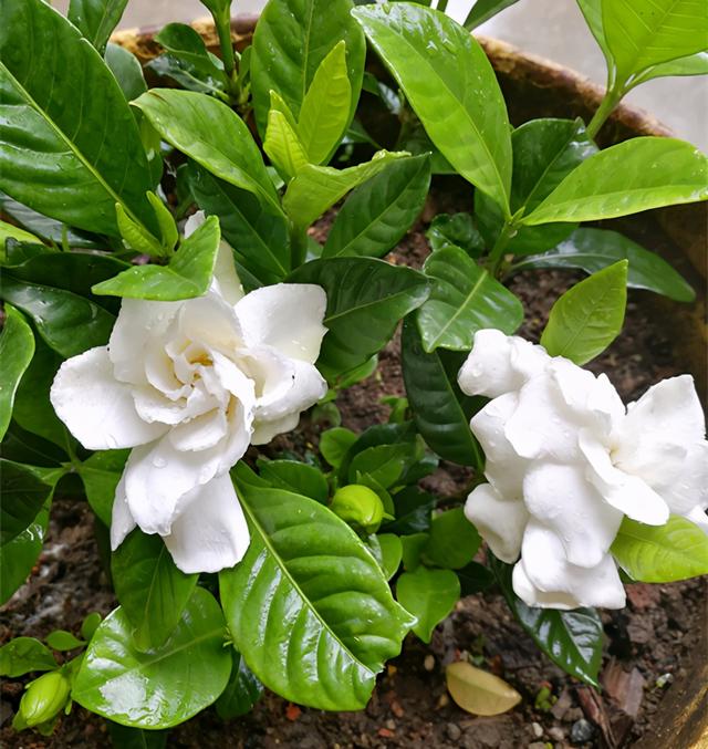最香的花排名第一名，中国十大最香的花排名（最香的“5种花”）